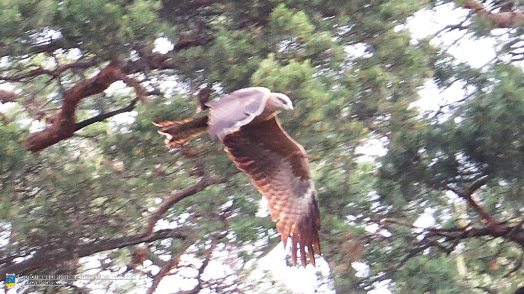 Краснокнижные животные в нашем посёлке 3